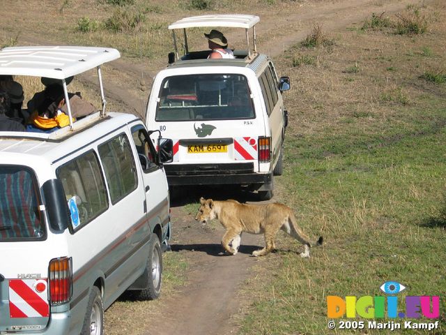 14636 Lion in between safari busses